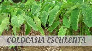 How to pronounce lapis lazuli in british english, in context ▾. Worldwide Howdoyousaythatword