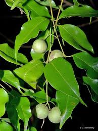 Image result for Syzygium niassense
