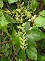 Image result for Dioscorea dumetorum