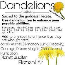 Basic W I T C H E R Y S Instagram Post D A N D E L I O N S Well They Re Everywhere Right Now So I Thought It Woul Magickal Herbs Magic Herbs Herbal Witch