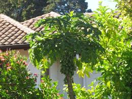 Image result for Vasconcellea pubescens