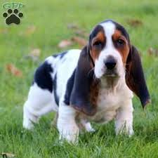 Looking for a good deal on basset hound? Basset Hound Puppies For Sale Greenfield Puppies Hound Puppies Basset Hound Puppy Miniature Basset Hound