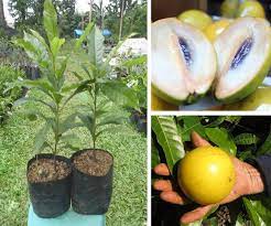 Info lebih lanjut tentang garansi mohon baca faq. Pusat Distributor Grosir Eceran Jual Bibit Tanaman Buah Sawo Australia Abiu Murah Online Di Kota Kabupaten 7 Samudrabibit Com