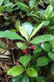 Image result for Ardisia staudtii