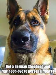 Pin On German Shepherd