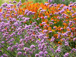 Image result for Verbena × teasii