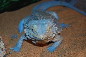 Baby Black Bearded Dragon For Sale Blue Bearded Dragon For Sale Google Search Baby Bearded Dragon Bearded Dragon Funny Bearded Dragon