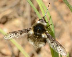 European honey bee with many hairs.(veronica c. Flying Bee Like Insect With Long Proboscis