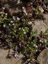 Image result for Triainolepis sancta