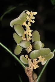 Image result for Lepisanthes senegalensis