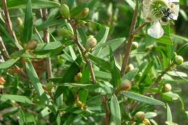 Image result for Leptospermum petersonii