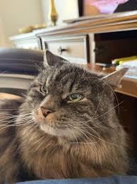 Image result for lolcats