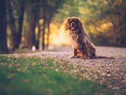gemorroj u sobak dogs golden retriever puppy dog care