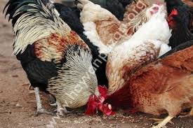 Guzel Tavuk Ve Horozum Var Hayvan Pazari Org Evcil Hayvanlar Hayvan Horoz