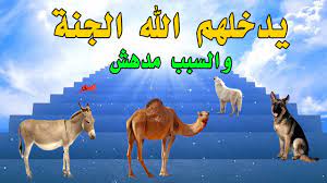 هل تعلم ما هي قصة الخمس حيوانات التي تدخل الجنة دون غيرها youtube