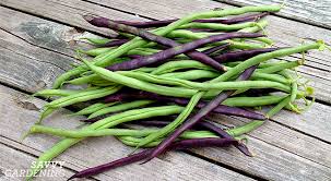 75 days for fresh beans. Growing Beans Pole Versus Runner
