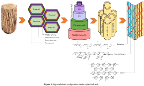 A variety of organisms have cell walls. A Review Of Lignin Chemistry And Its Biorefining Conversion Technologies Scitechnol