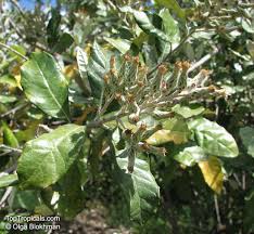 Image result for Brachylaena discolor