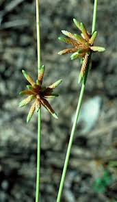 Image result for Schoenoplectiella