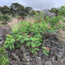 Image result for Hua gabonii