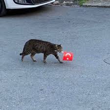 Ulkemin Kedisi Bile Milliyetci Turkisharmy Turkishmilitaryforces Ozeltim Bordobereliler Ozelharekat Joh Poh Turkor Cats Animals Patriotic Cat