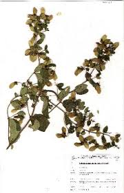 Image result for Sphedamnocarpus