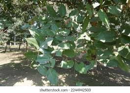 Image result for Spirostachys