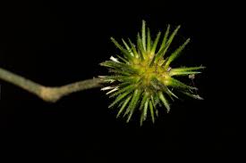 Image result for Lindackeria bukobensis