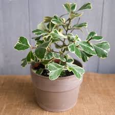 Image result for Ficus triangularis