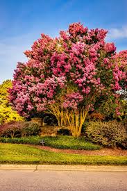 It should in no way be construed to cover all trees which may be found growing here and, flowering landscape tree in. Drought Tolerant Trees For Zone 9 Learn About Zone 9 Trees With Low Water Needs