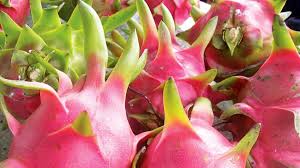 It has a more tart aroma than selenicereus fruit, described as somewhat reminiscent of watermelon. Integrated Pest Management To Boost Dragon Fruit Production In Viet Nam Iaea