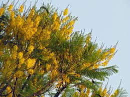 Tree with yellow flowers australia. Yellow Flowering Trees Flickr