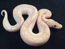 Bamboo Banana Ball Spider Morph List World Of Ball Pythons Ball Python Pretty Snakes Pet Snake