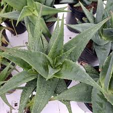 Image result for Aloe bukobana