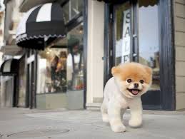 images from the new book boo little dog big city which chronicles the daily life of one of the world s most cute dogs cute animal pictures world cutest dog