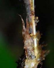 Image result for Asplenium musiraense