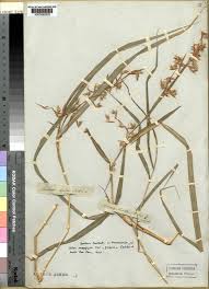 Image result for Hyparrhenia cymbaria