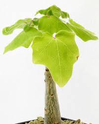 Image result for Grandidiera