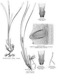 Image result for Cymodoceaceae