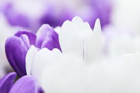 Free Image On Pixabay Background Crocus Flower Garden Name Wallpaper Violet Background Beautiful Wallpapers
