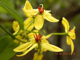 Image result for Tristellateia africana