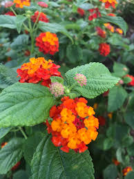 Image result for Lantana camara