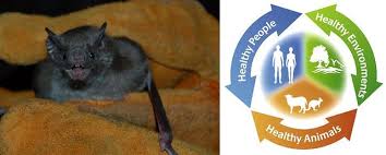 Bats are an important part of our ecosystem, but they are wild animals and can carry rabies, so never touch a bat! Changing The Narrative On Bats And Rabies Usda