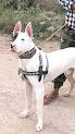 Gull Terrier - Dog Breeds Guide - Pet Advisor