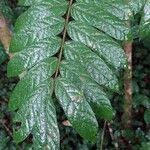 Image result for Cnestis polyphylla