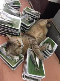 koshki kotyata kotiki koshechka cat cats lovekittens catlover kittycat caturday おしゃれまとめの人気アイデア pinterest omer tumer 面白い猫の写真 猫 愉快な動物