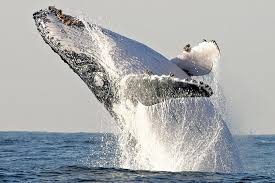 After almost being driven to extinction, the humpback whale population has almost fully recovered. Progress Humpback Whale Populations Rebound And More Csmonitor Com