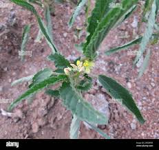Image result for Corchorus tridens