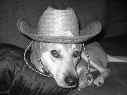 1,007 likes · 8 talking about this · 451 were here. Your Dogs Don T Have To Ruff It In Cheyenne Visit Cheyenne