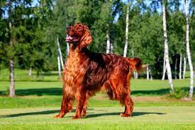 irlandskij setter foto ohotnik i kompanon s aristokraticheskoj vneshnostyu kot pes irlandskij setter ohotniki sobaki